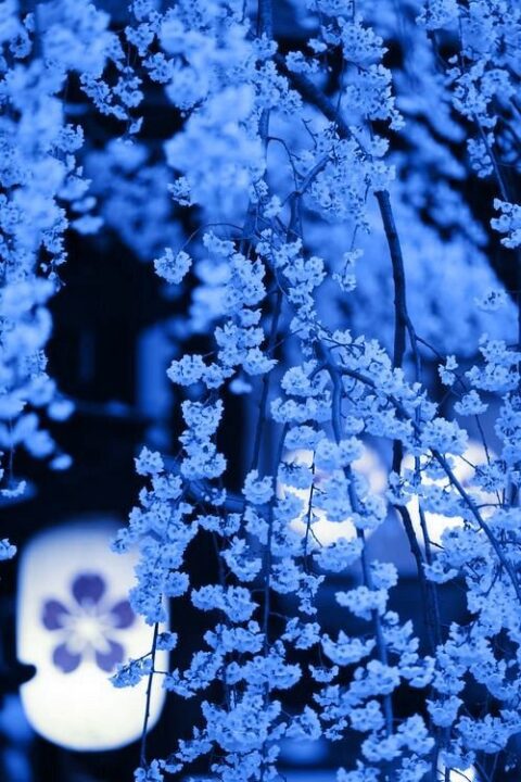 Beautiful Blue DP for Facebook Profile 