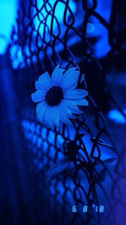 Blue DP images for WhatsApp