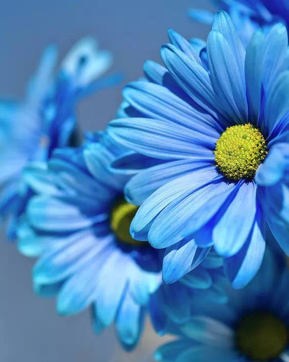 blue aesthetic dp for instagram profile picture