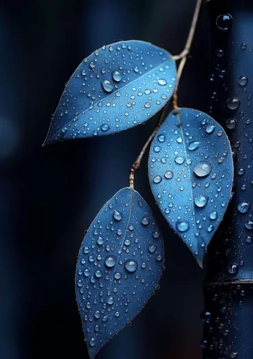 Best Blue DP Images for WhatsApp HD Download