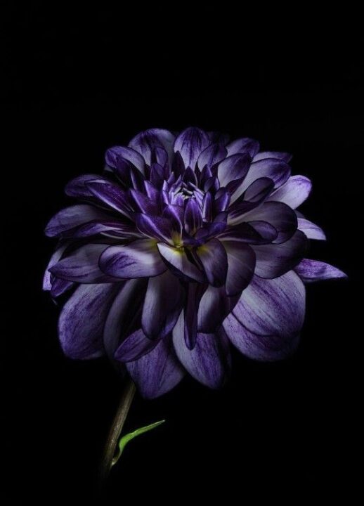 Royal Blue DP Images