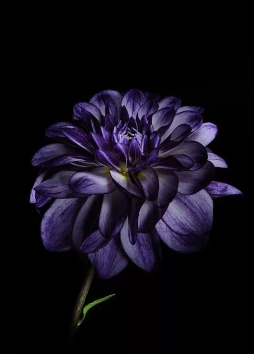 Best Blue DP Images for WhatsApp HD Download